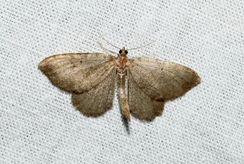 Réf. 185 021 : Philereme vetulata